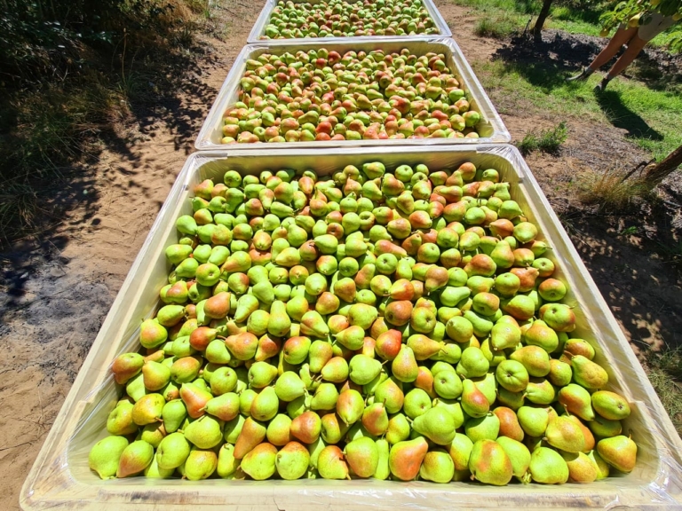 Pears 2 768x576