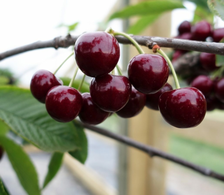 sweet cherries 1030x898 1 1 768x670